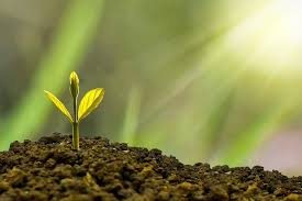 Green plant sprouting from soil under bright sunlight, representing the growth of God-given talents, faith-filled obedience, and the courage to pursue God's calling.